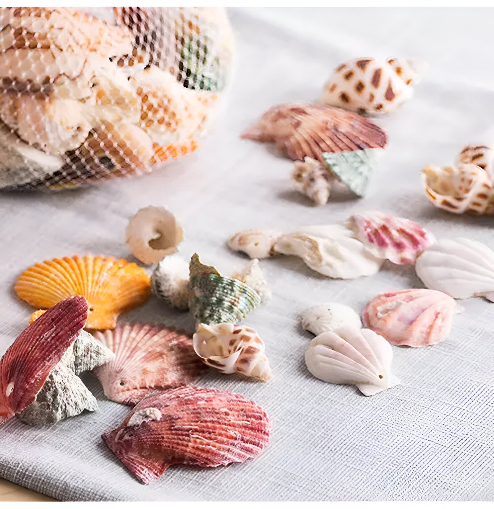 Retro Colorful Natural Shell Handcrafted Brass Pendant Light